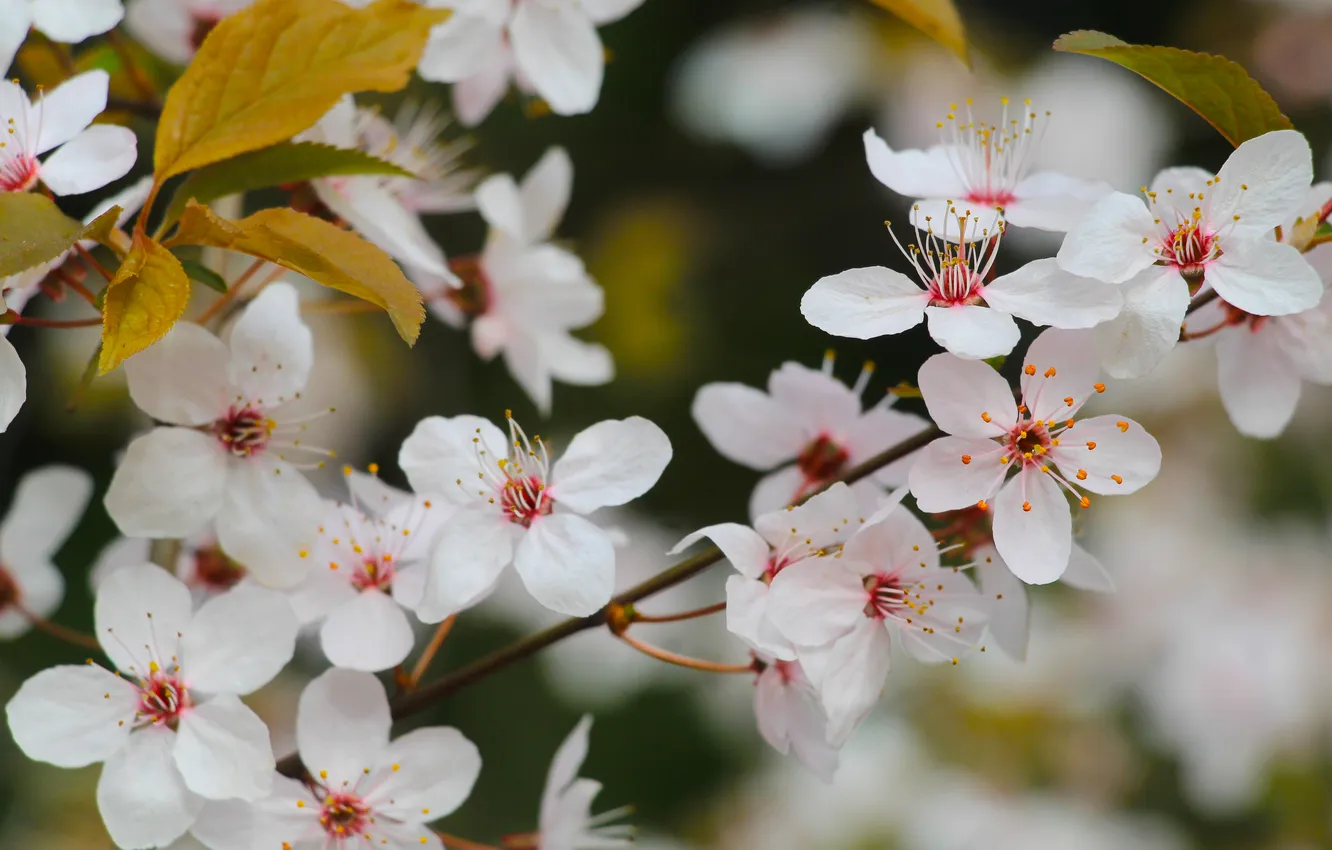 Spring Twigs Wallpaper Lower, spring, twig for mobile and desktop, section природа ...