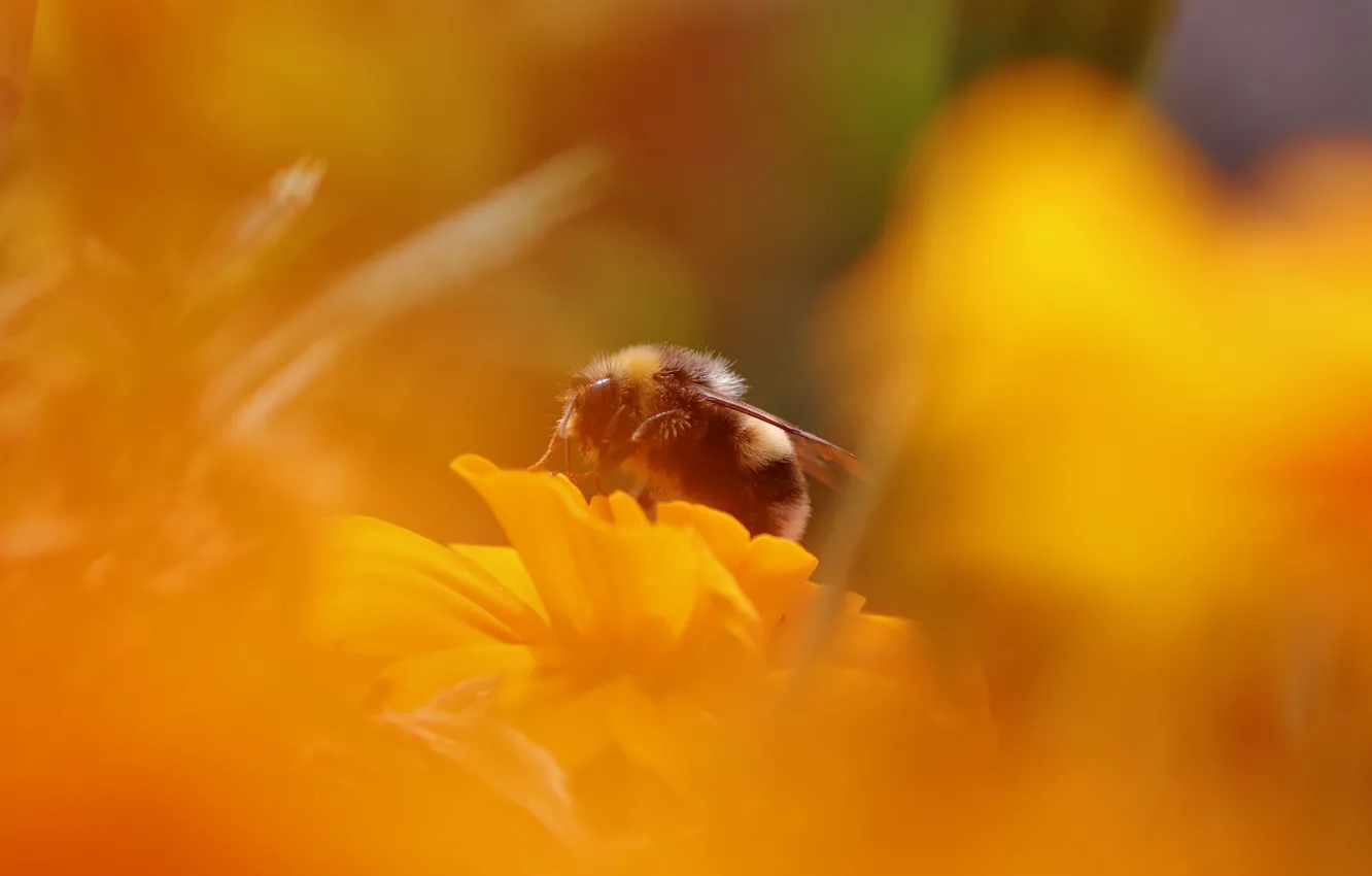 Photo wallpaper macro, bee, haze, bumblebee, orange background, bokeh