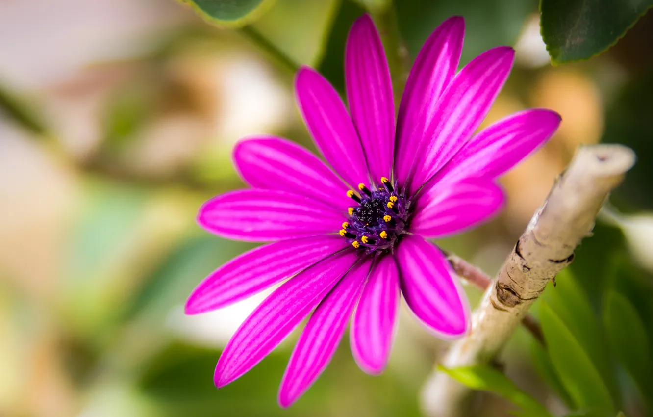 Photo wallpaper macro, petals, bokeh, Osteospermum