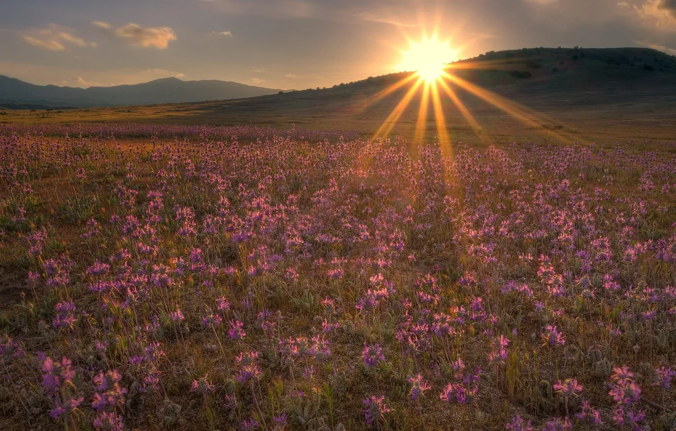 Photo wallpaper field, the sun, flowers, hills