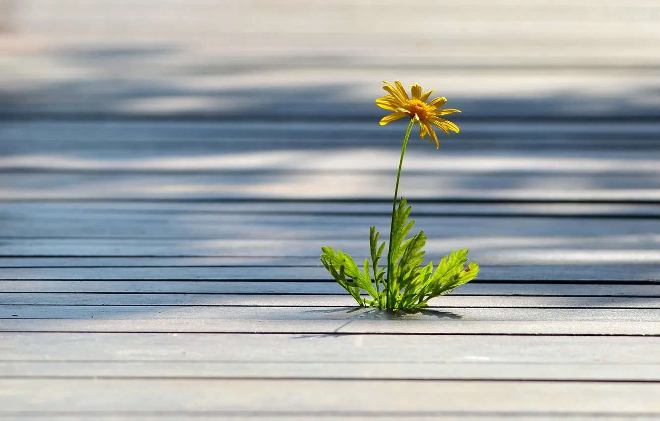 Photo wallpaper flower, yellow, tree, lonely, weed, floorboards