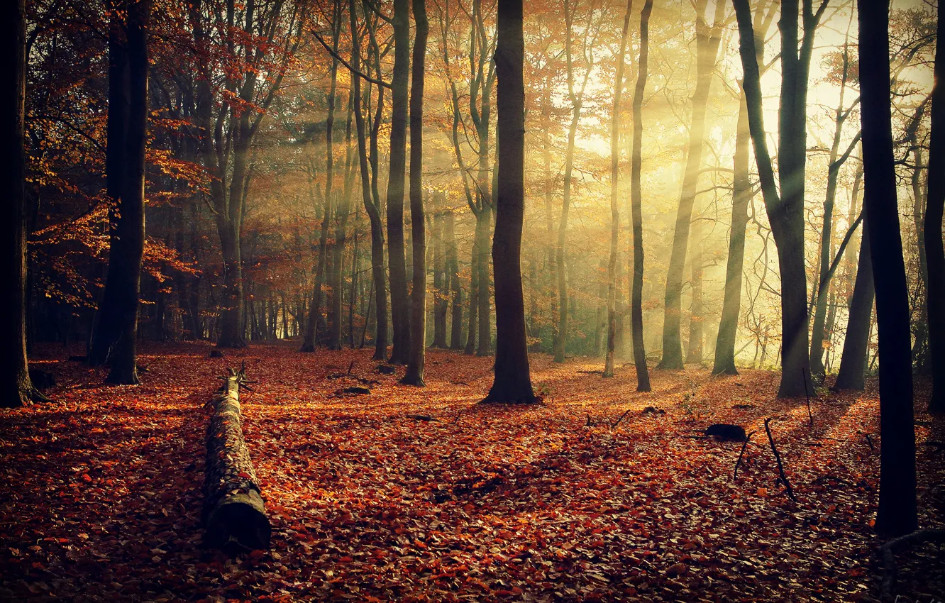 Photo wallpaper autumn, forest, rays, light, trees, branches, nature, foliage