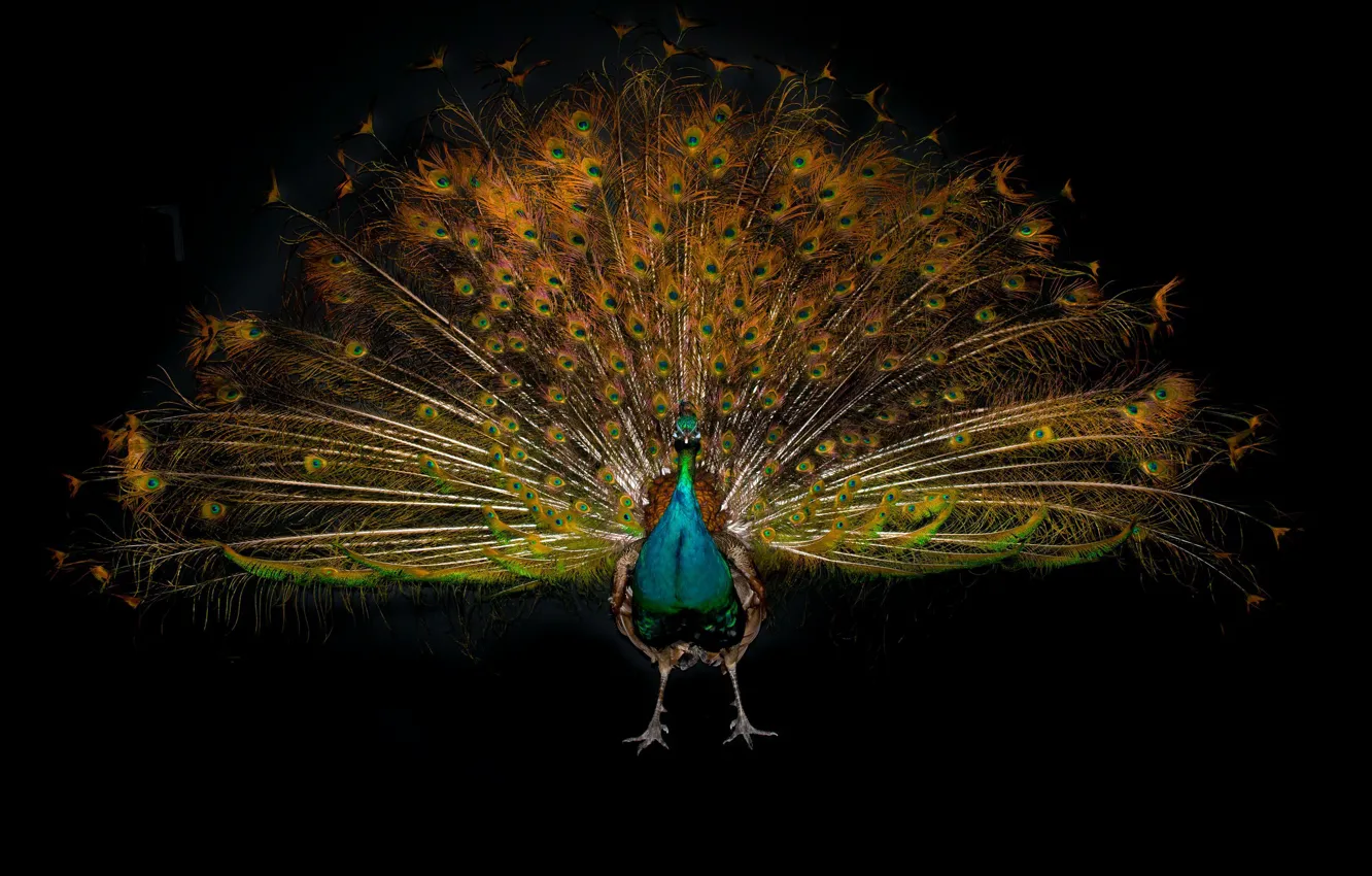 Photo wallpaper background, bird, peacock