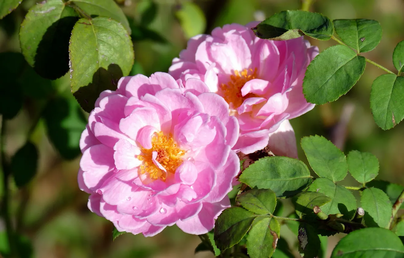 Photo wallpaper flowers, roses, pair, flowering