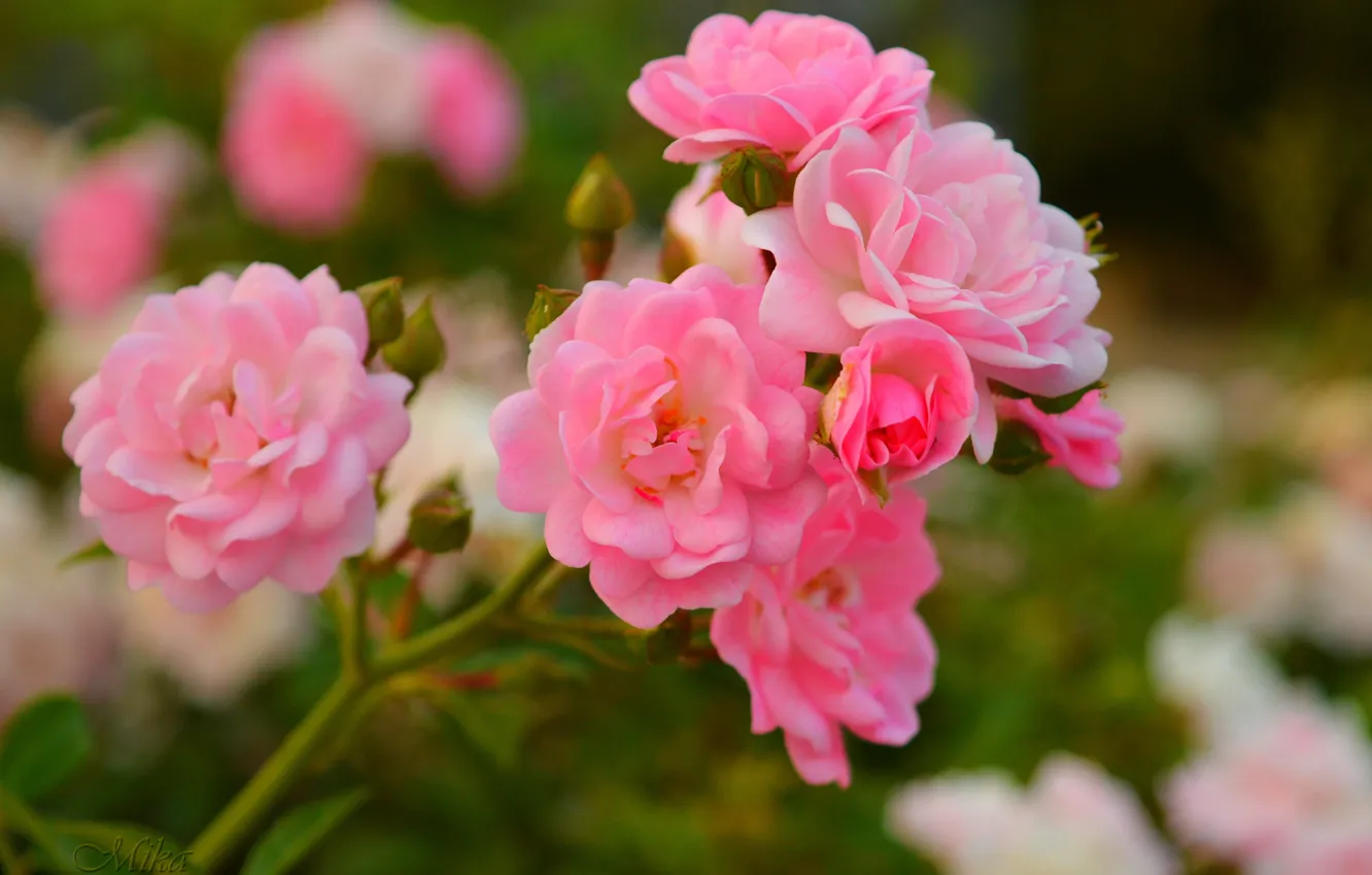 Photo wallpaper roses, roses, pink roses, Pink roses