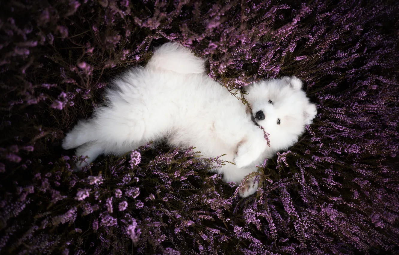 Photo wallpaper white, look, flowers, nature, sprig, stay, sweetheart, glade