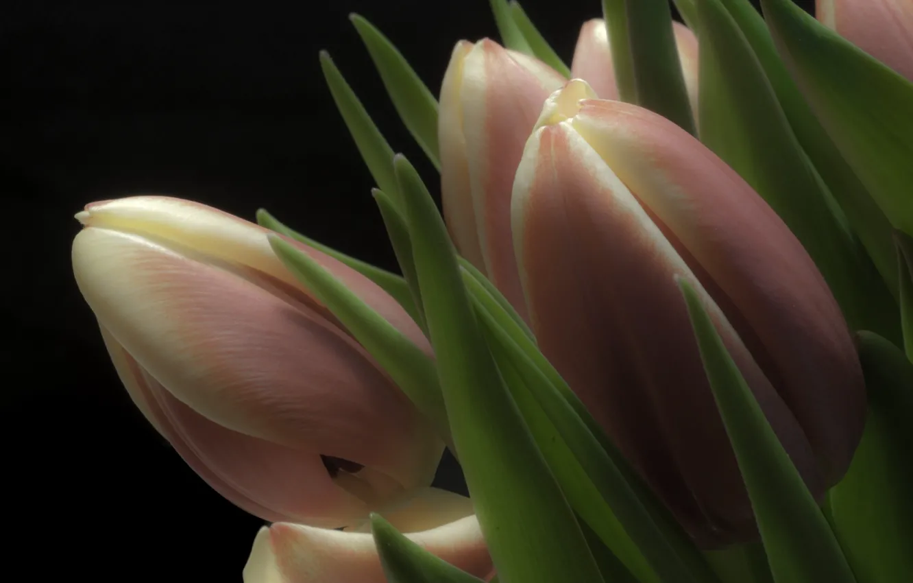 Photo wallpaper flowers, spring, tulips