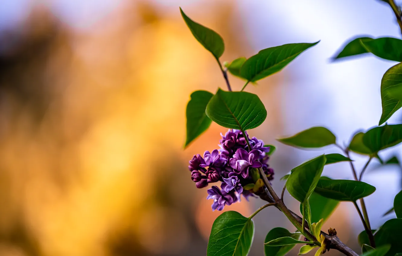 Photo wallpaper nature, branch, flowering, lilac