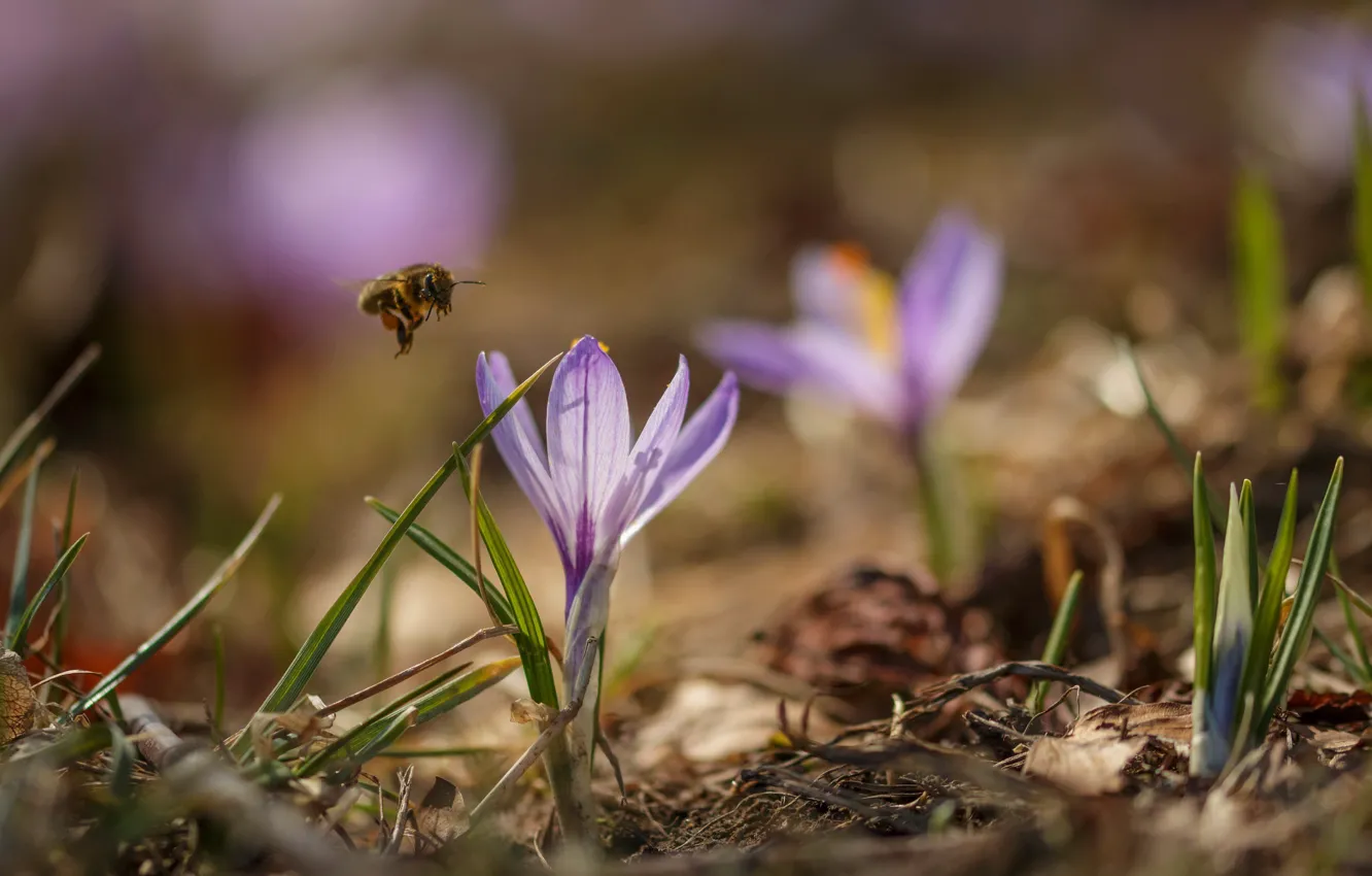 Photo wallpaper flower, nature, bee