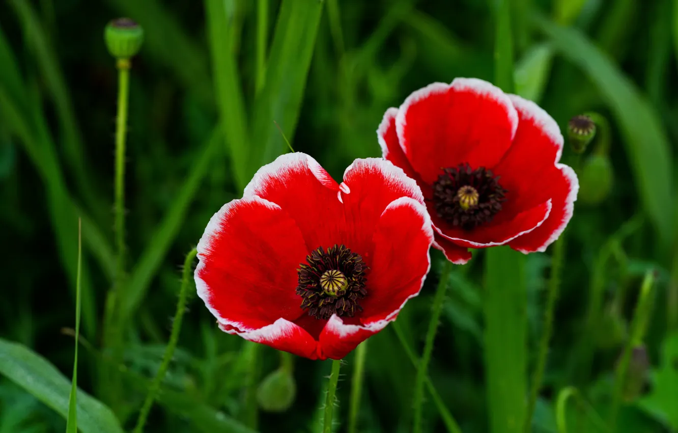 Photo wallpaper flowers, red, bright, Maki, Duo, green background