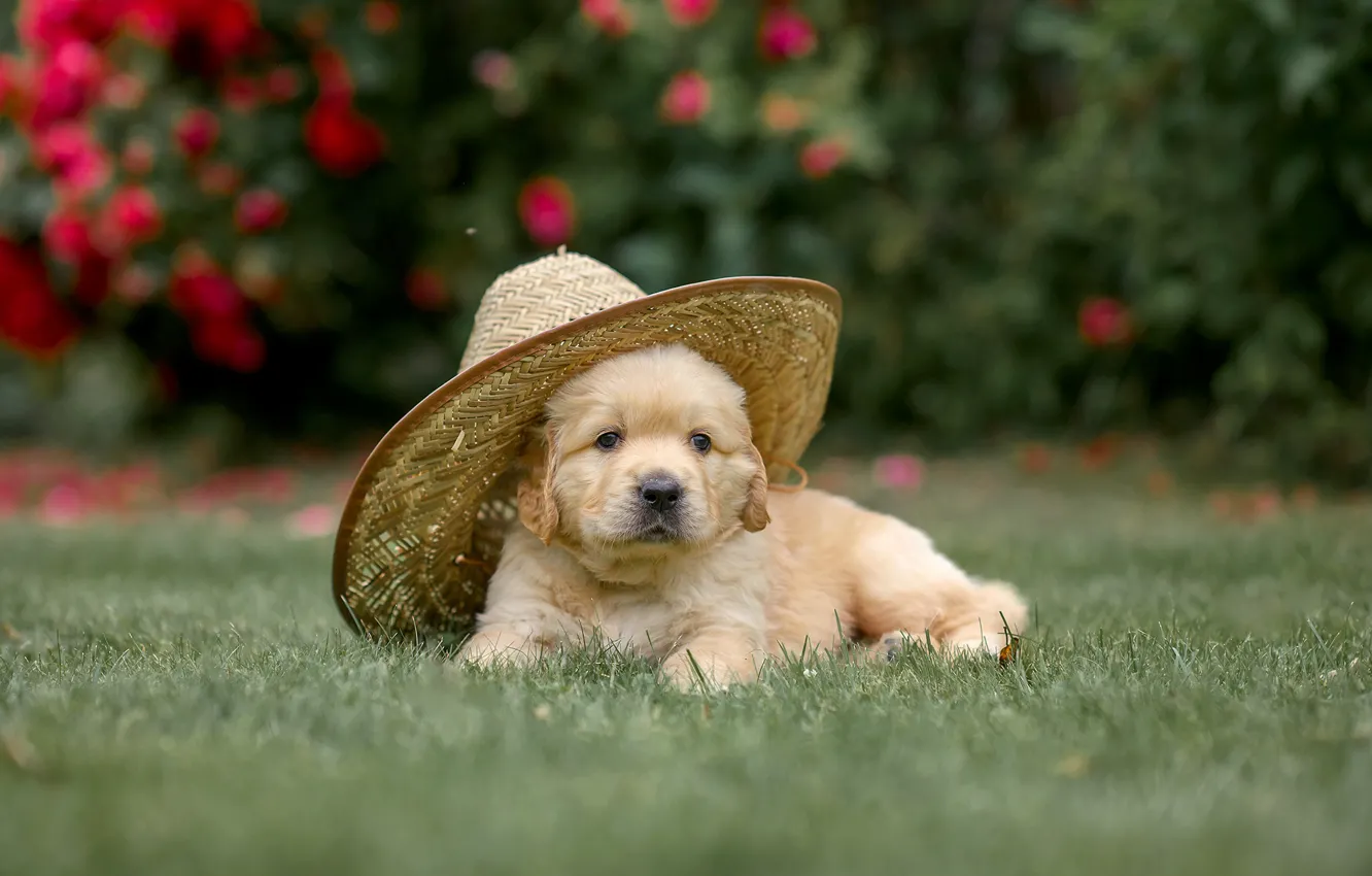 Photo wallpaper dog, hat, puppy, Golden Retriever, Golden Retriever, Victoria Dubrovskaya