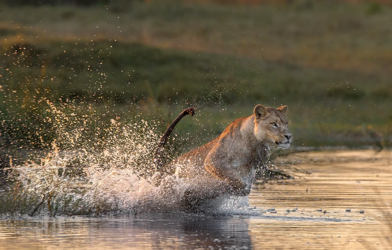 Photo wallpaper water, squirt, predator, lioness