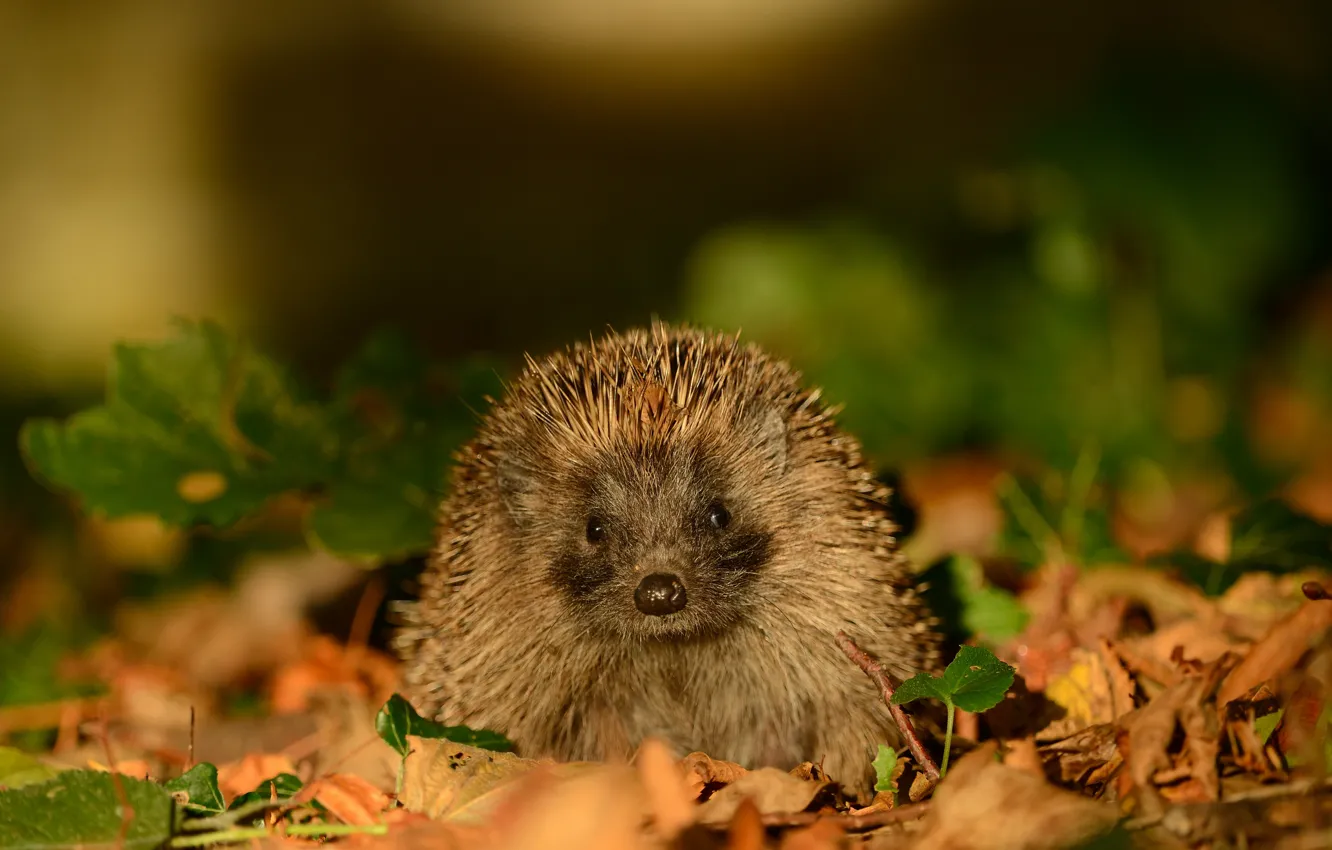 Photo wallpaper look, light, nature, foliage, muzzle, hedgehog, bokeh, hedgehog