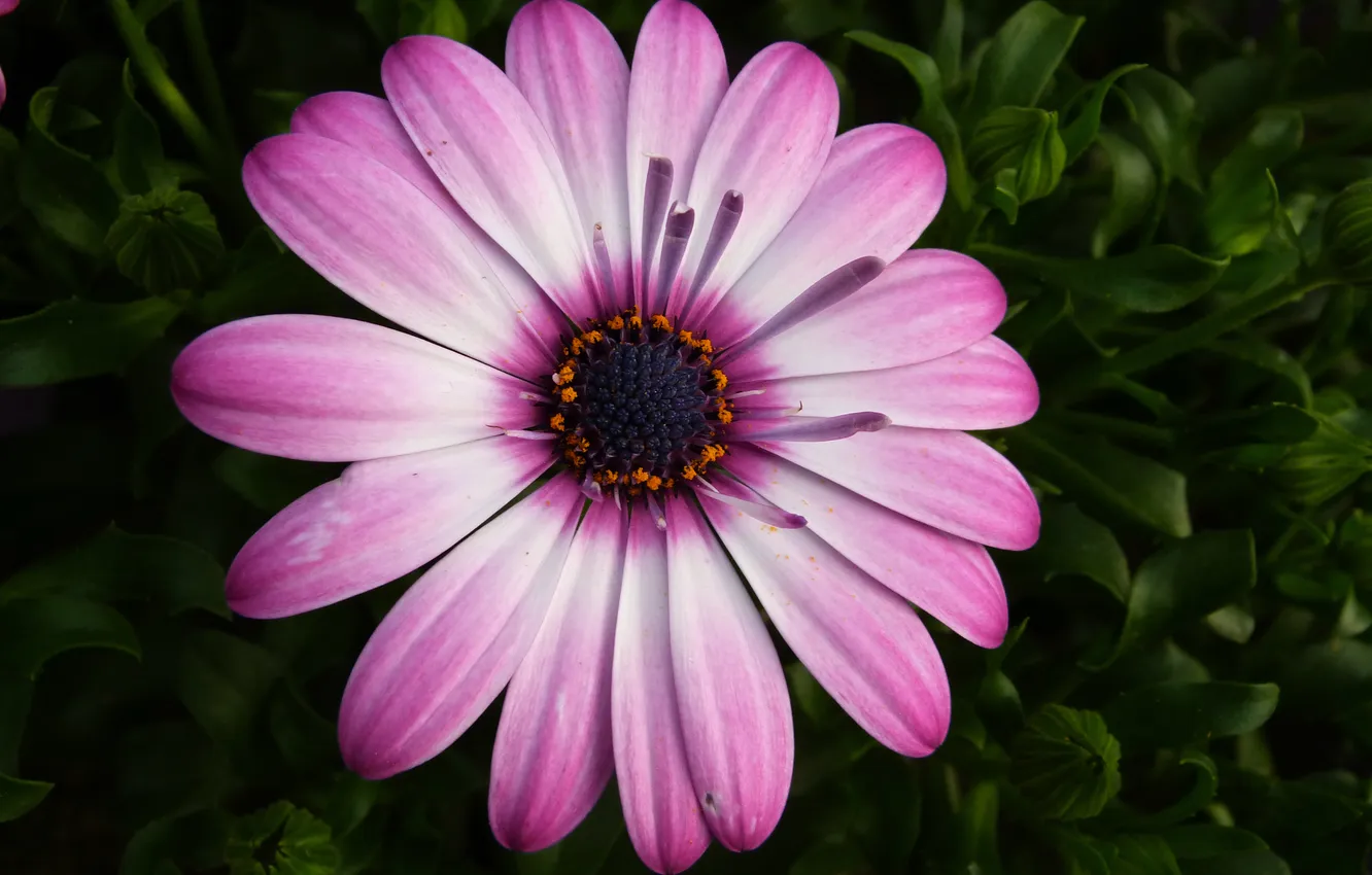 Photo wallpaper macro, petals, Daisy