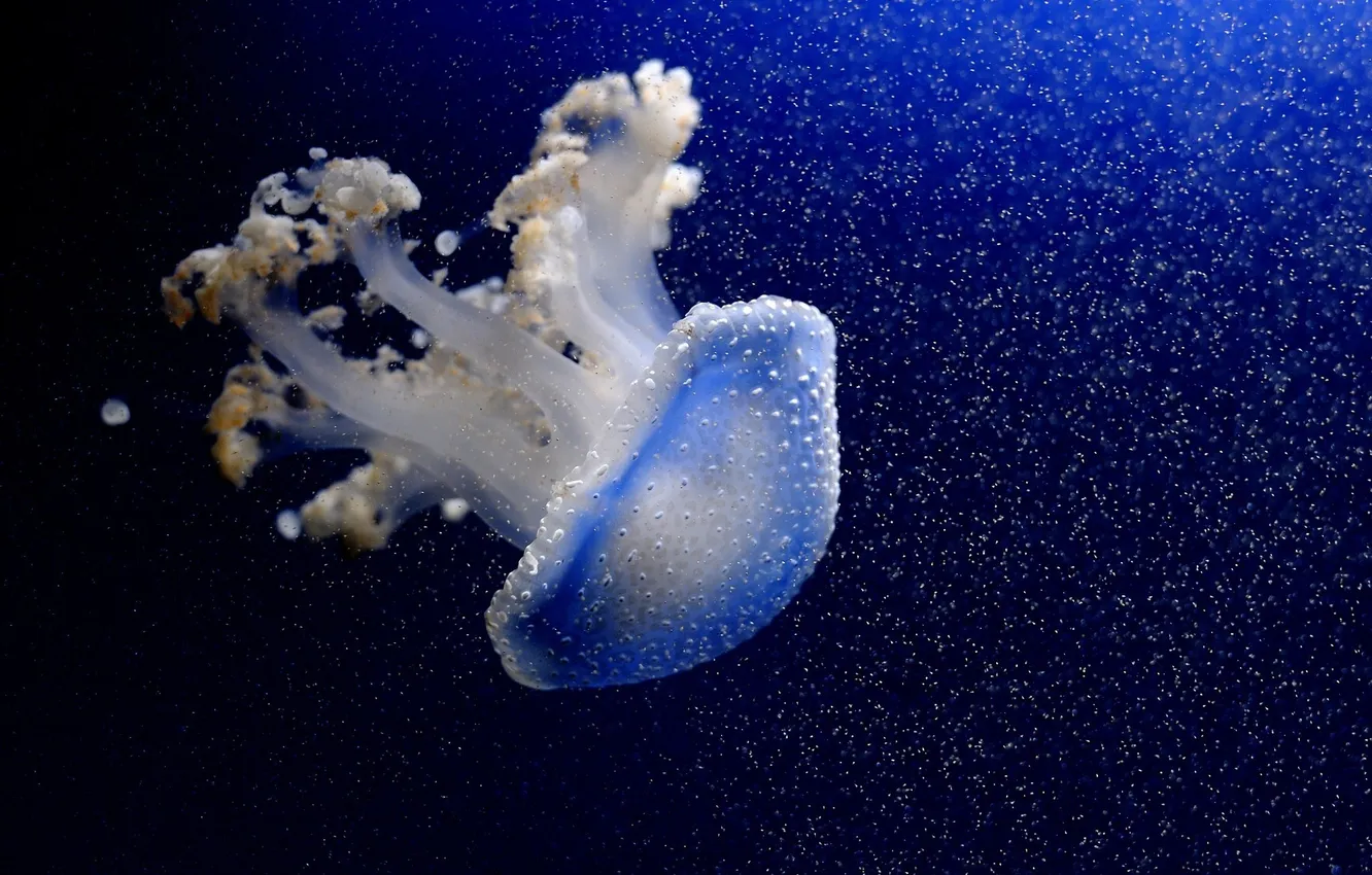 Photo wallpaper water, blue, jellyfish