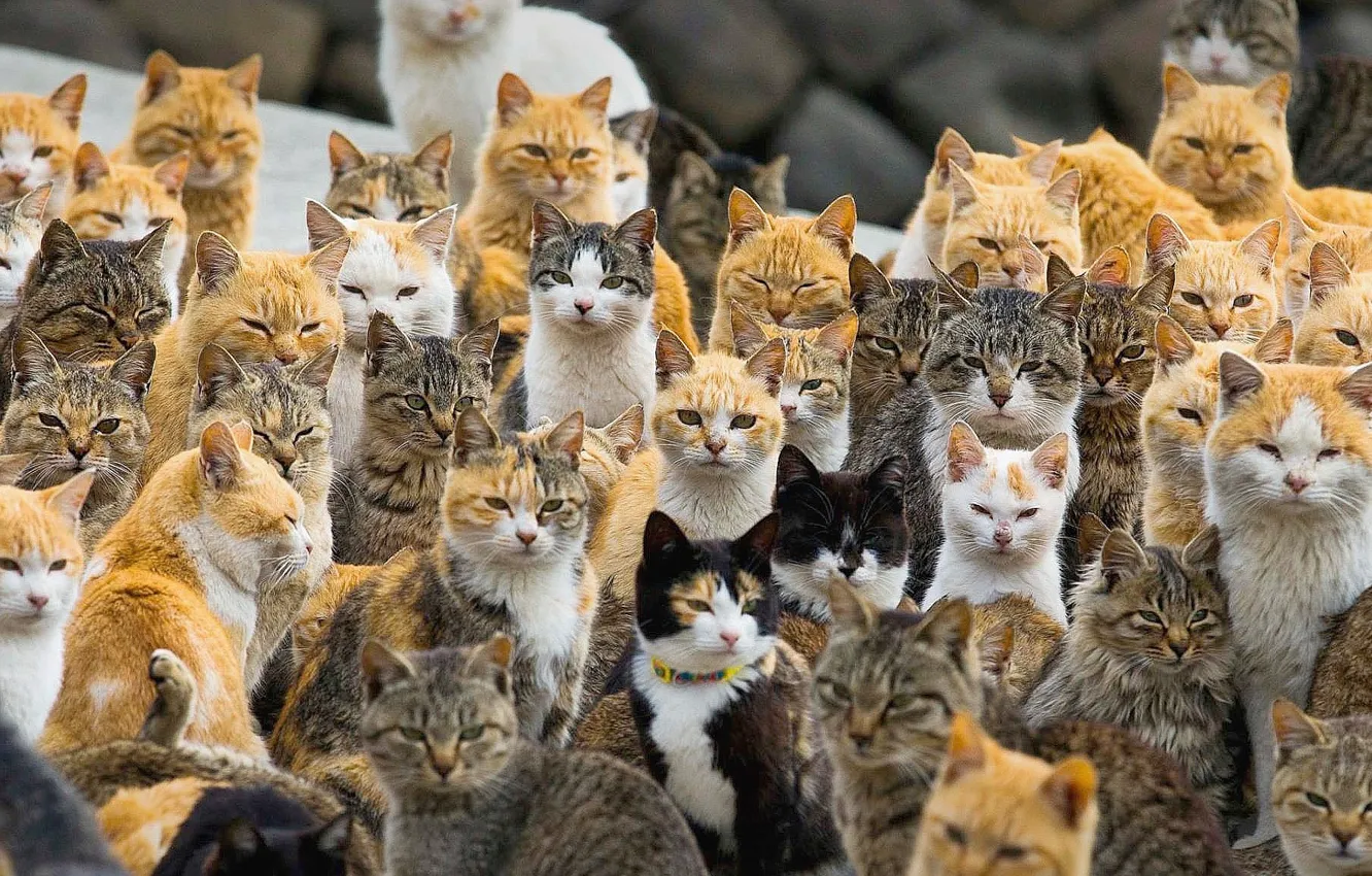Photo wallpaper animals, japan, cat island