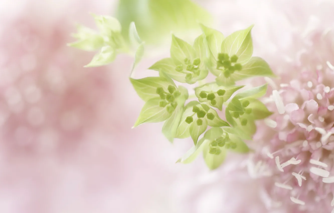 Photo wallpaper macro, flowers, blur, pink, green, gently, I bupleur, Bupleurum
