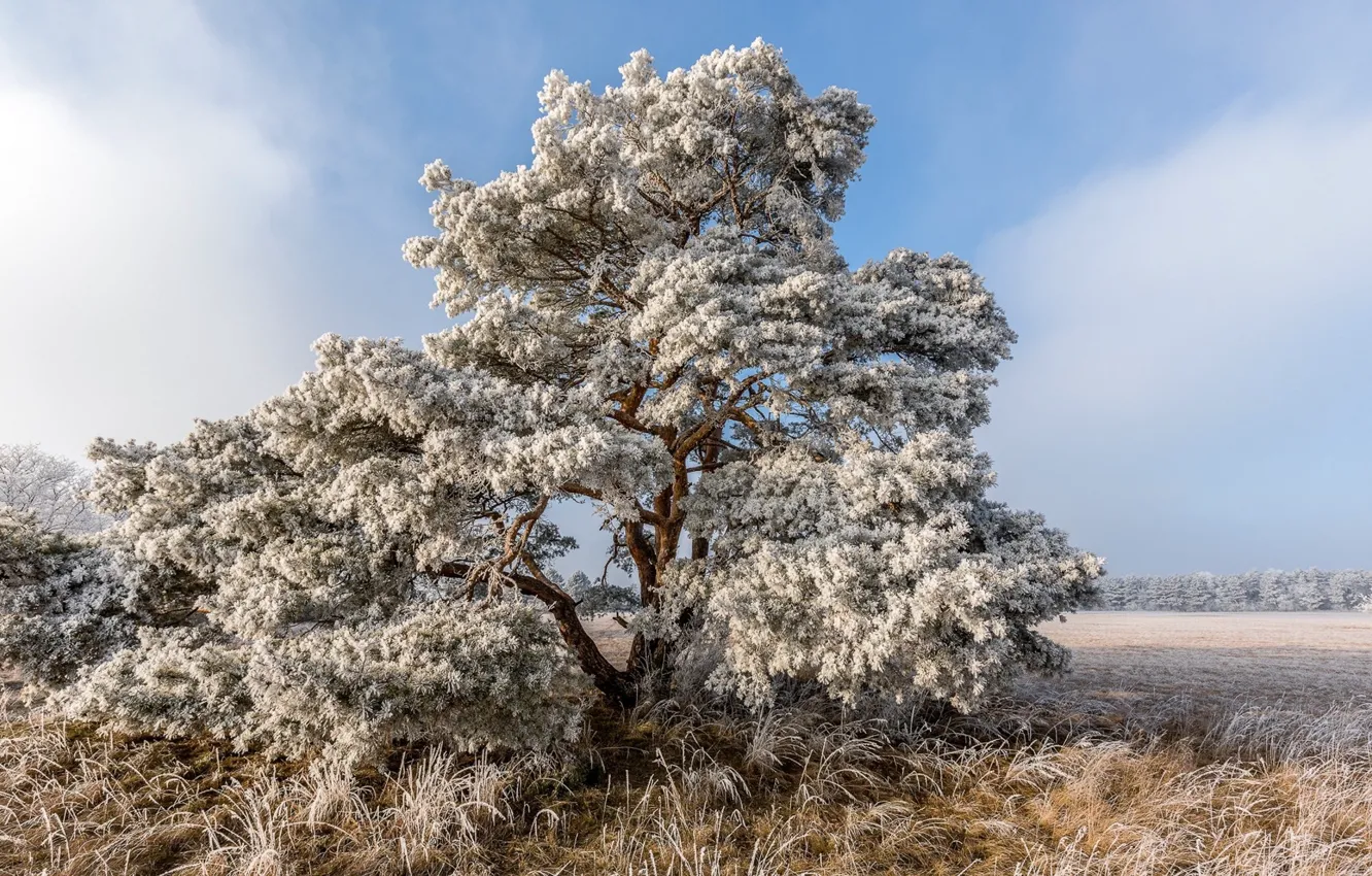 Photo wallpaper frost, field, trees