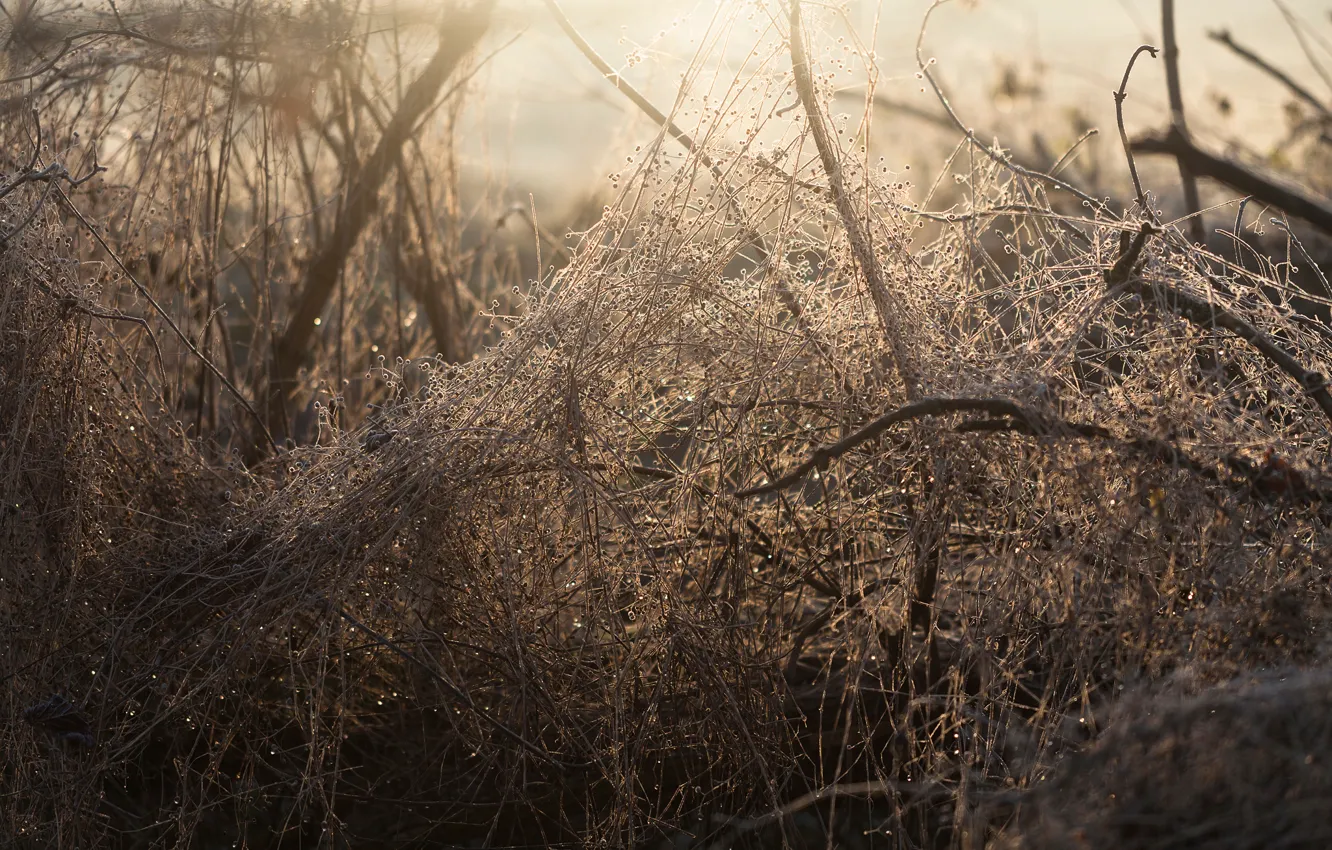 Photo wallpaper forest, morning, Floss