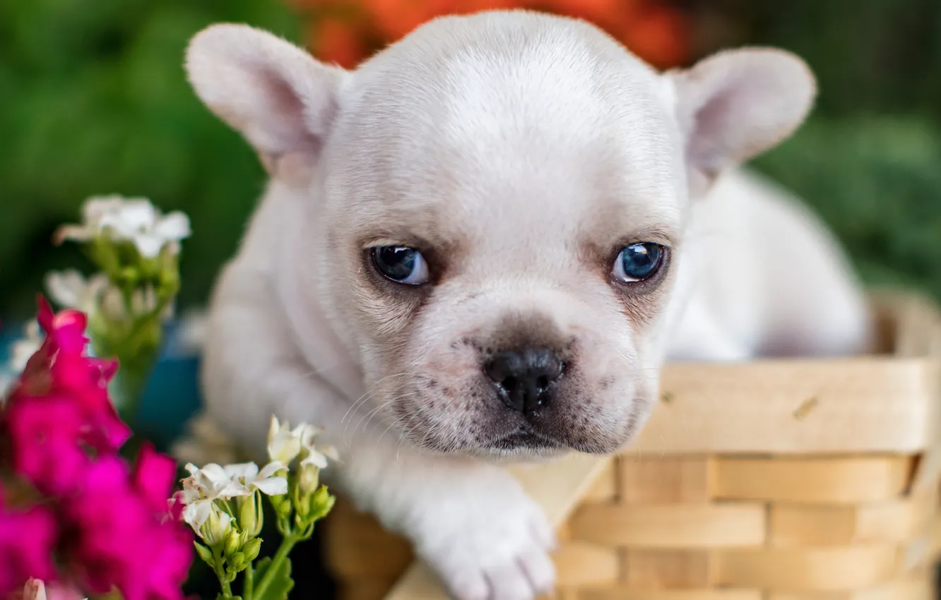 Photo wallpaper look, flowers, basket, baby, puppy, face, French bulldog