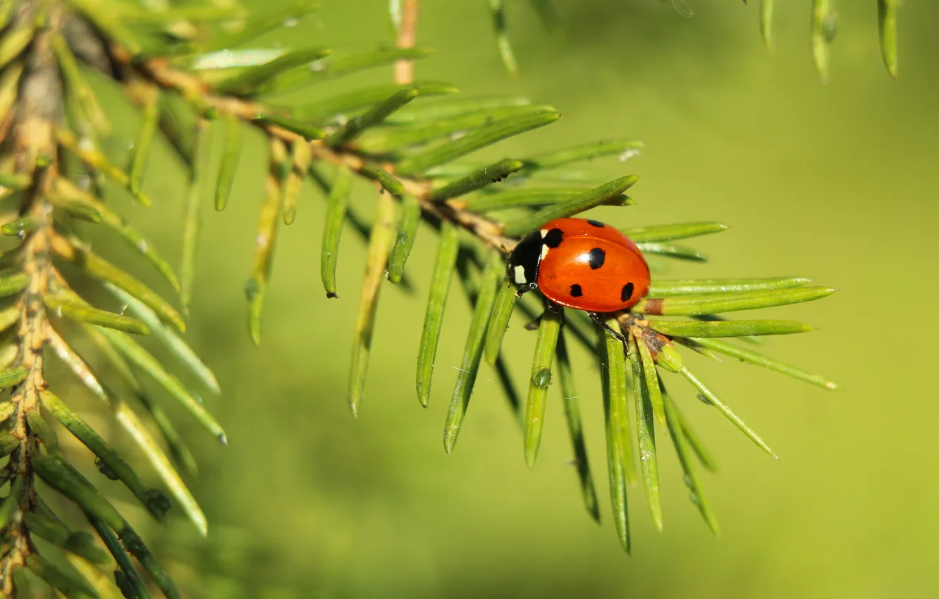 Photo wallpaper red, insect, ladybird