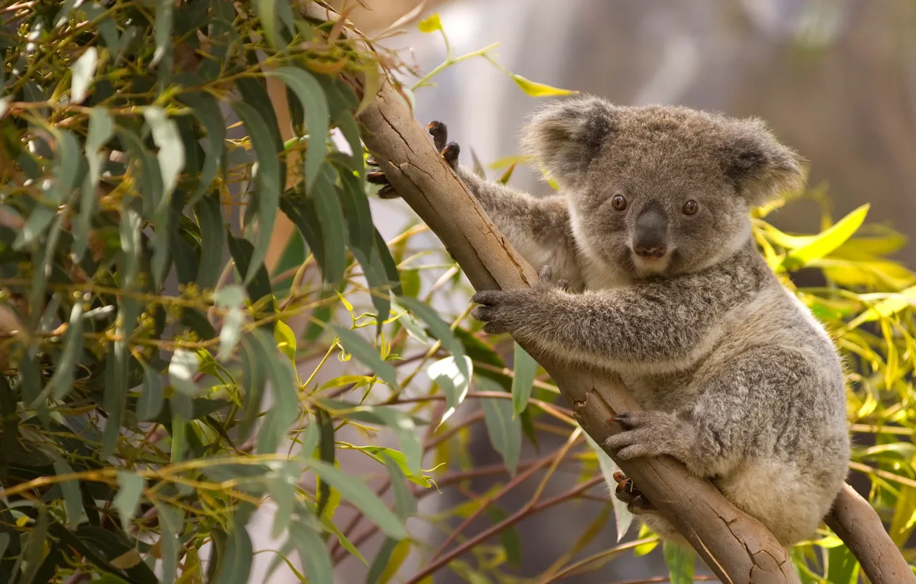 Photo wallpaper Australia, Koala, marsupials