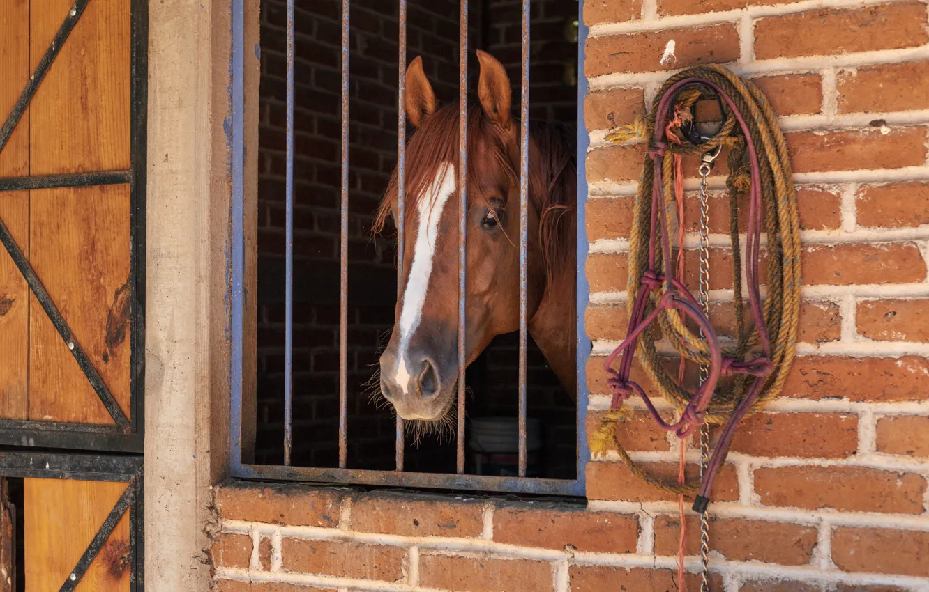 Photo wallpaper look, face, wall, horse, horse, portrait, brick, grille