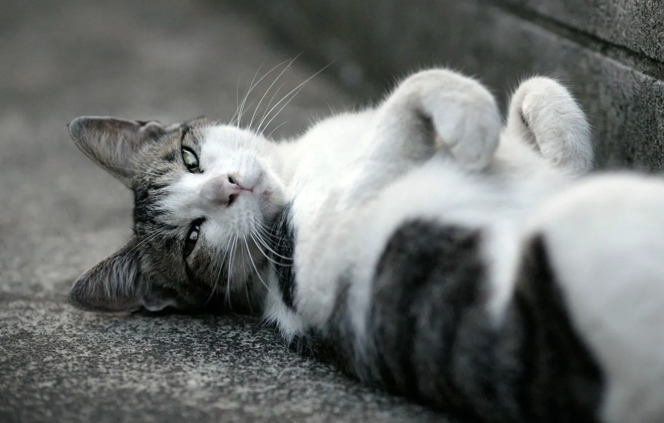 Photo wallpaper cat, asphalt, face