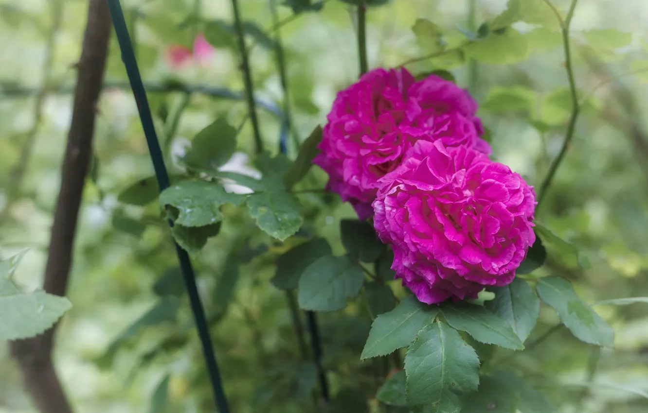 Photo wallpaper drops, flowers, roses, buds, the bushes