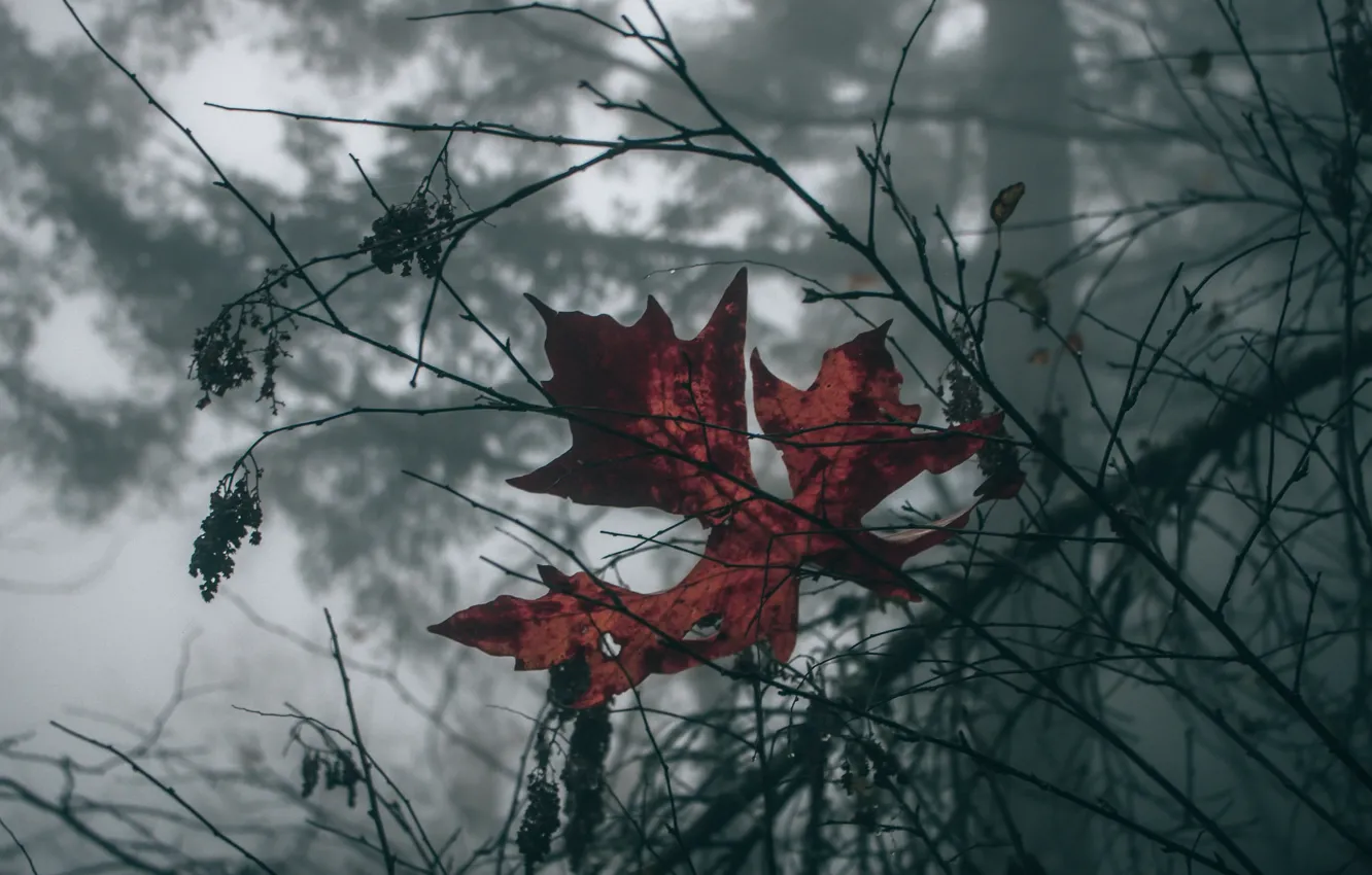 Photo wallpaper leaves, macro, nature