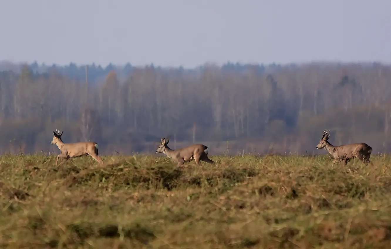 Photo wallpaper field, nature, runs, goat