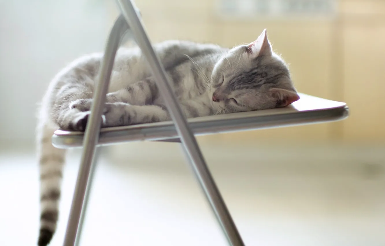 Photo wallpaper on the chair, sleeps up, tabby kitten