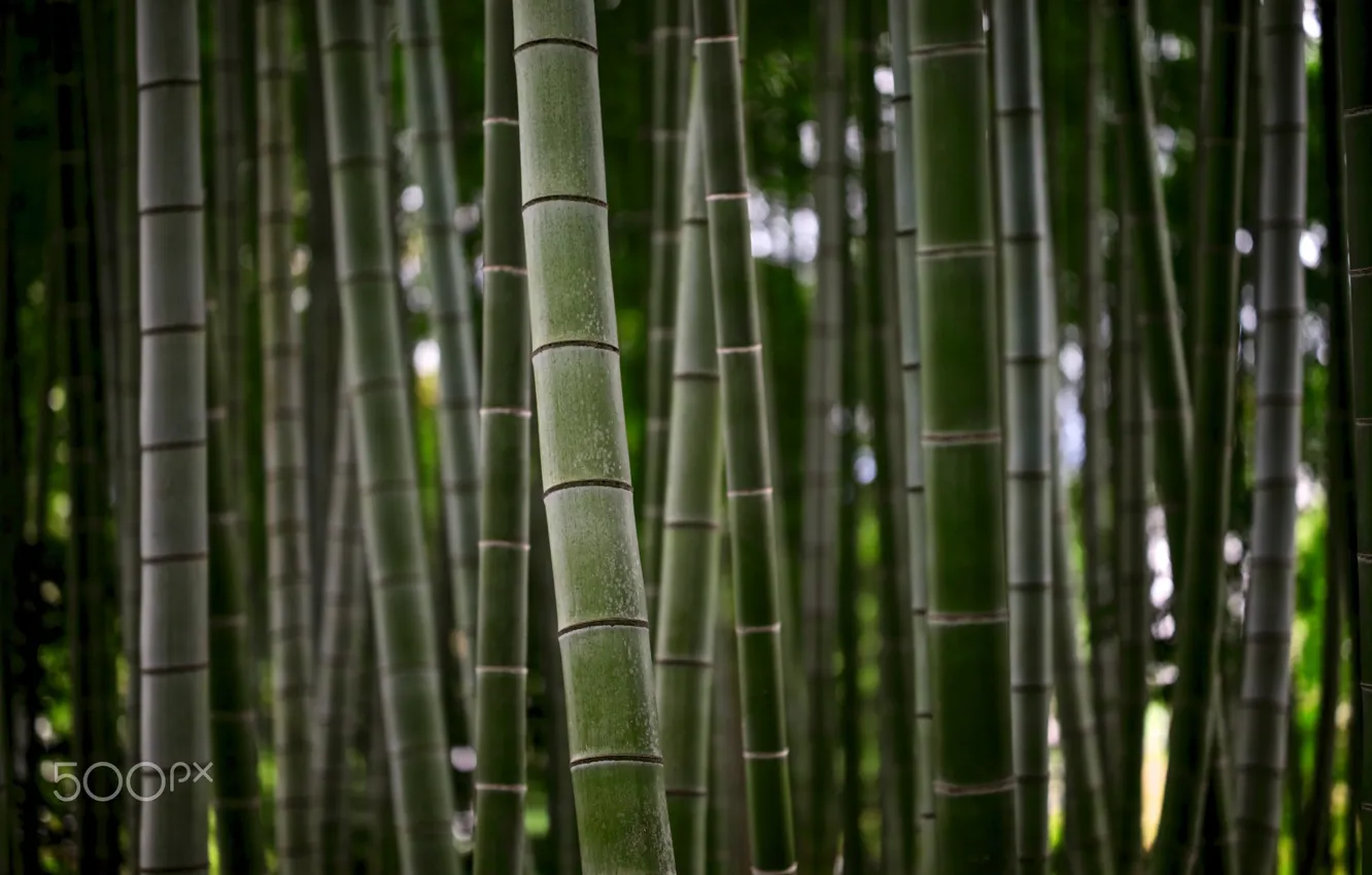 Photo wallpaper nature, stems, trunks, texture, bamboo
