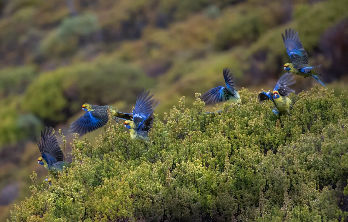 Photo wallpaper bird, pack, parrot, the bushes