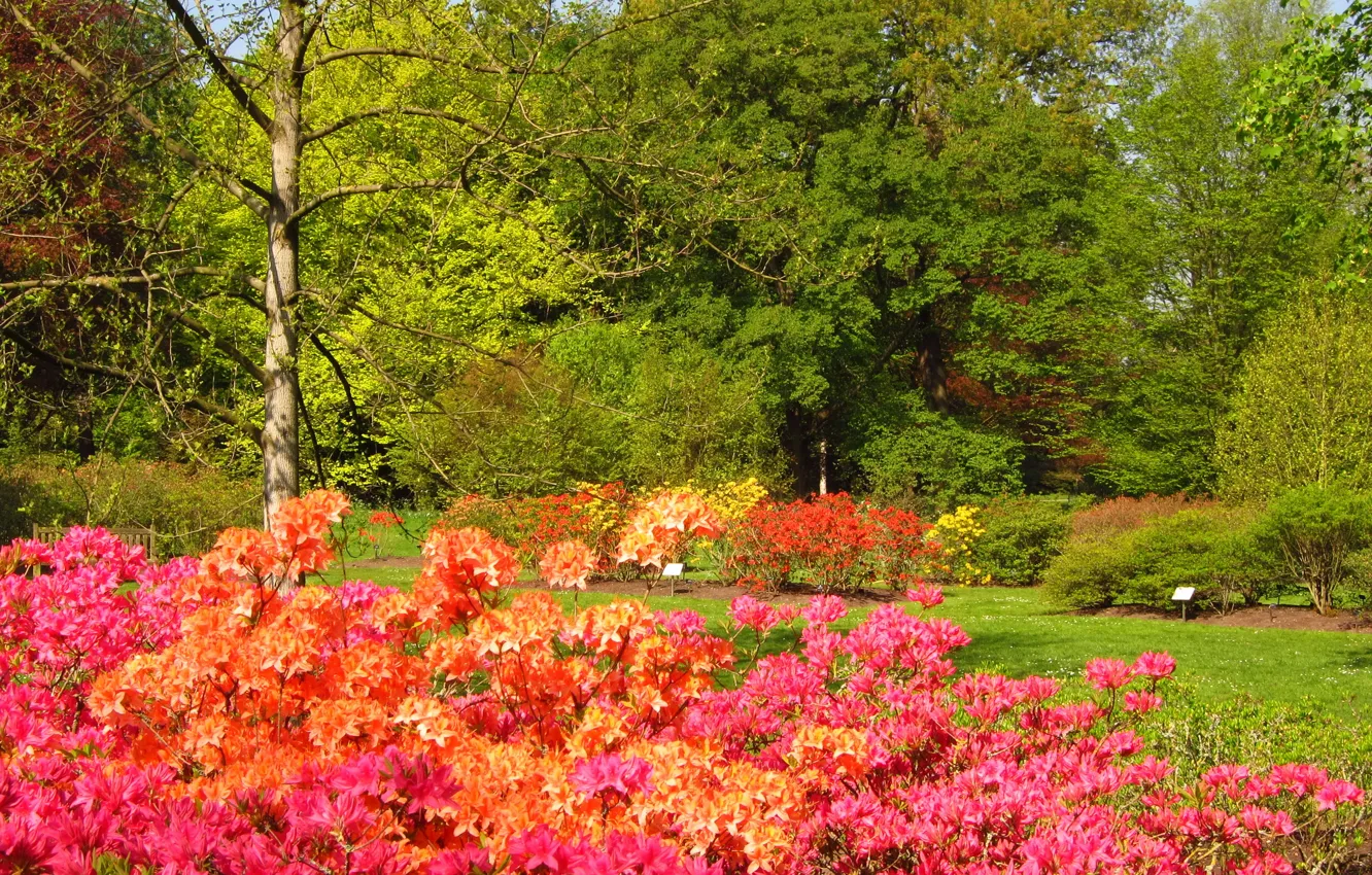 Photo wallpaper nature, England, garden, Azalea, Richmond
