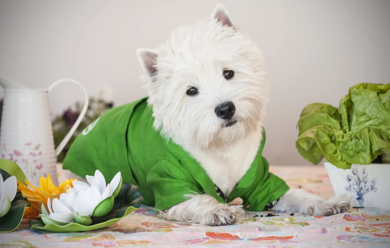 Photo wallpaper flower, dog, Lily, costume, Puppy, Baby