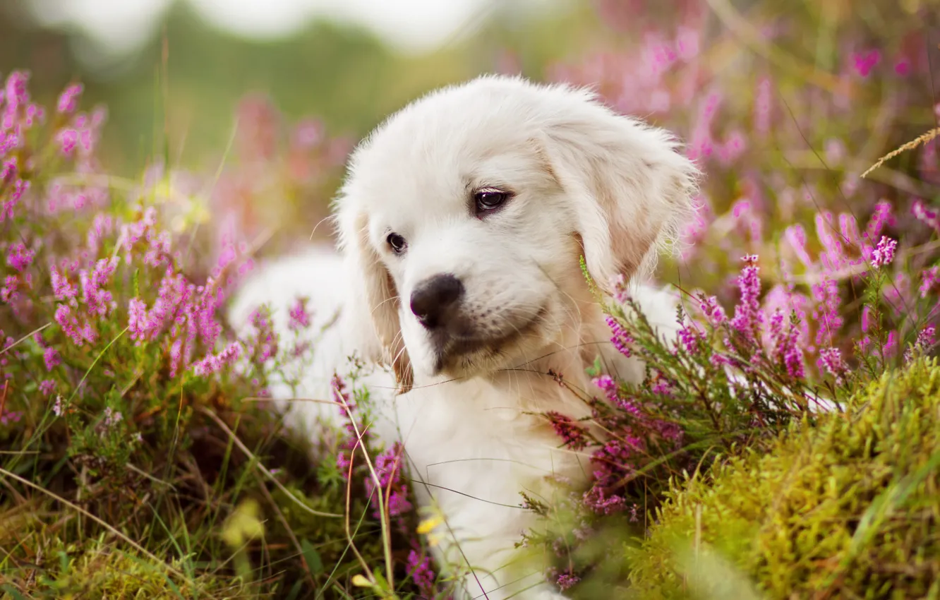 Photo wallpaper nature, dog, puppy
