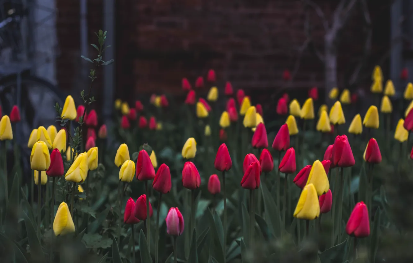 Photo wallpaper nature, flowers, tulips