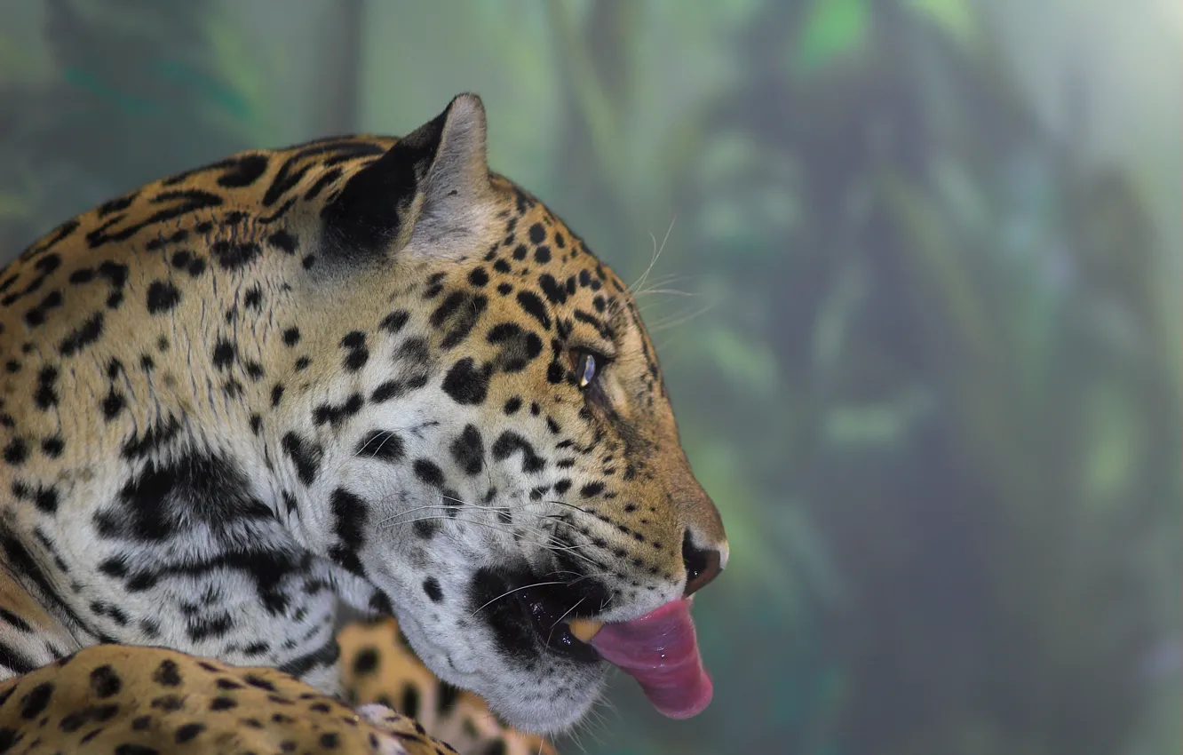 Photo wallpaper language, head, Jaguar