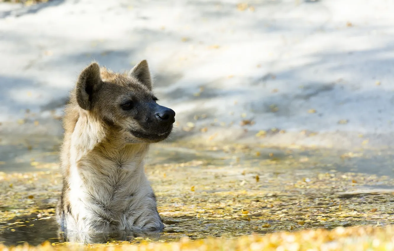 Photo wallpaper face, predator, bathing, hyena, pond