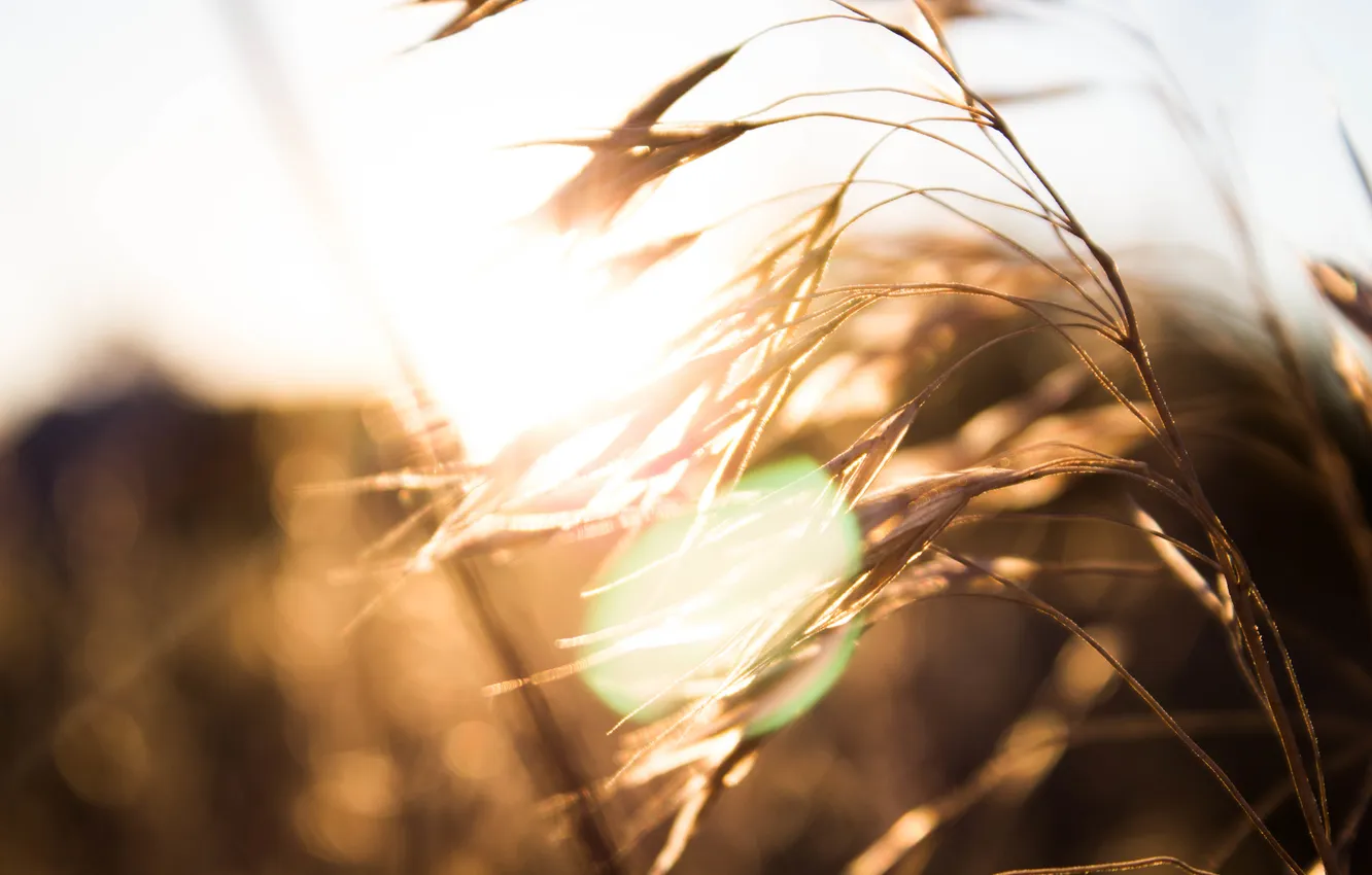 Photo wallpaper the sun, nature, ears