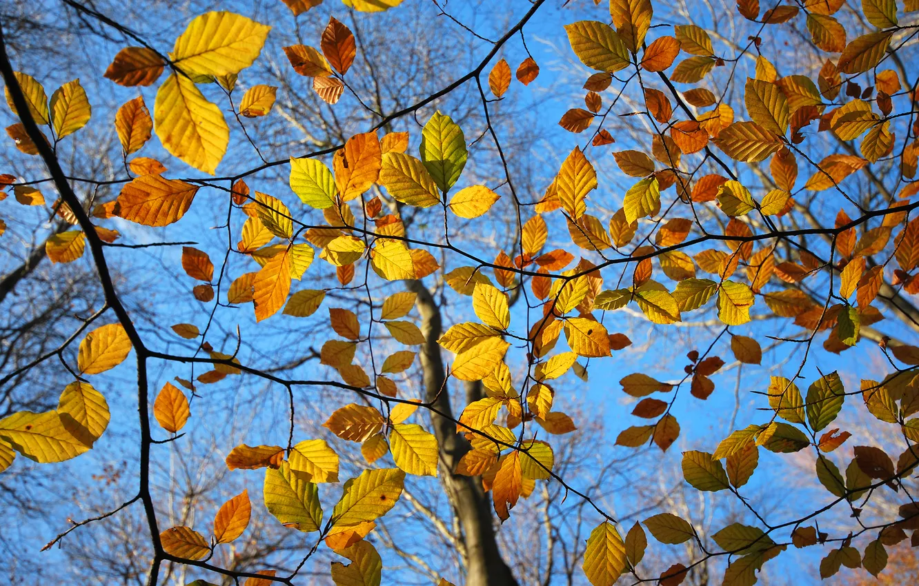 Photo wallpaper autumn, the sky, leaves, branches