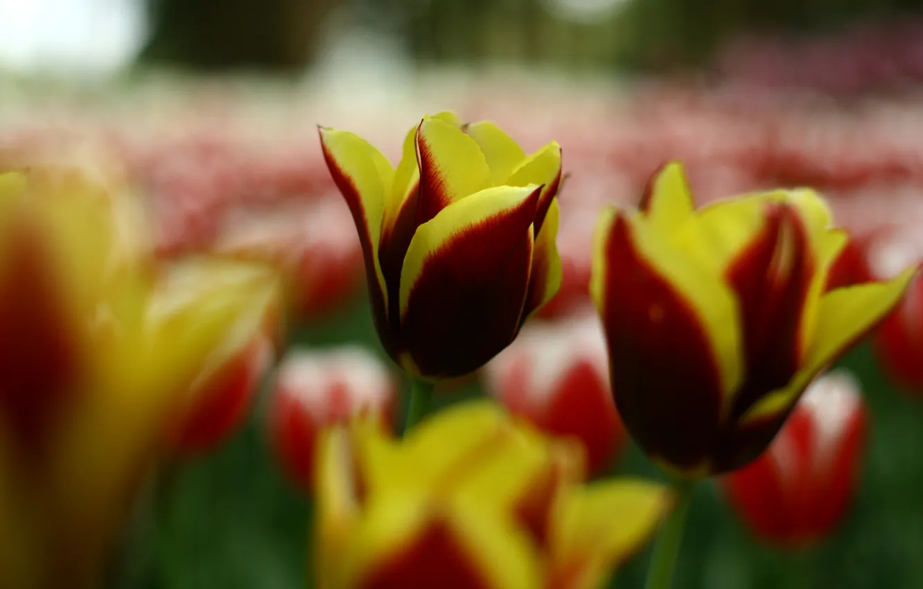 Photo wallpaper flower, flowers, yellow, red, bright, nature, glade, Tulip
