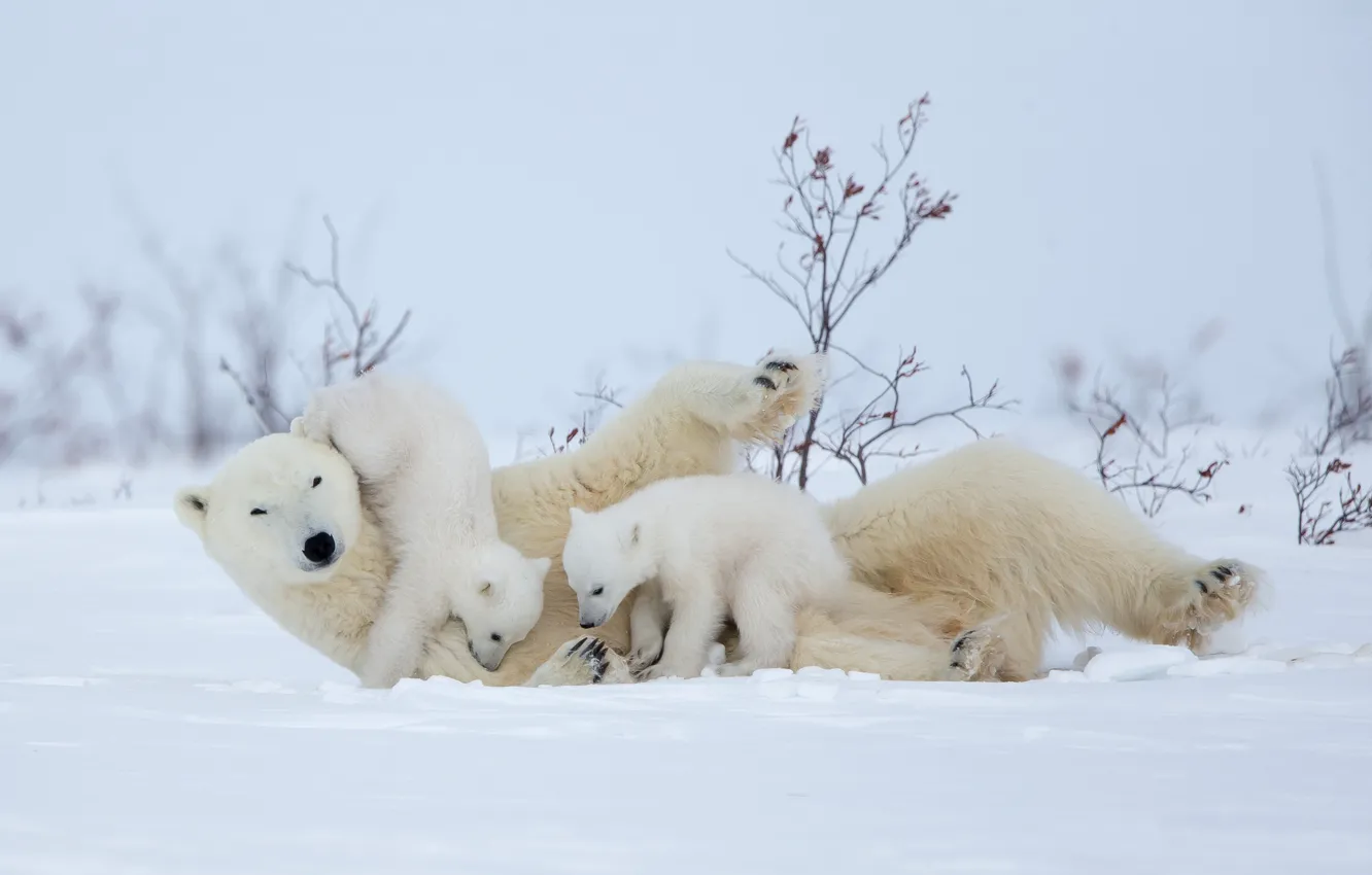 Photo wallpaper winter, snow, the game, bears, polar bears, bear, motherhood, polar bears