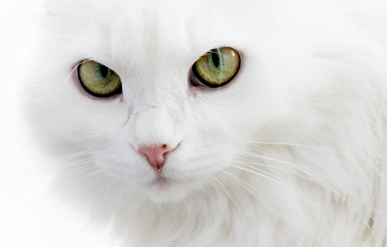 Photo wallpaper fluffy, white cat, Angora cat