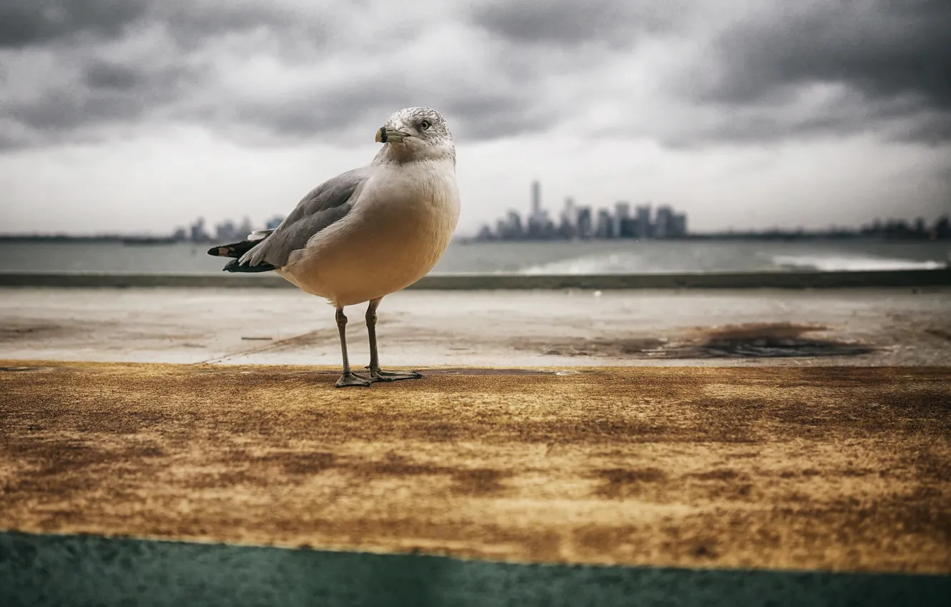 Photo wallpaper sea, the city, seagulls, storm, gray clouds