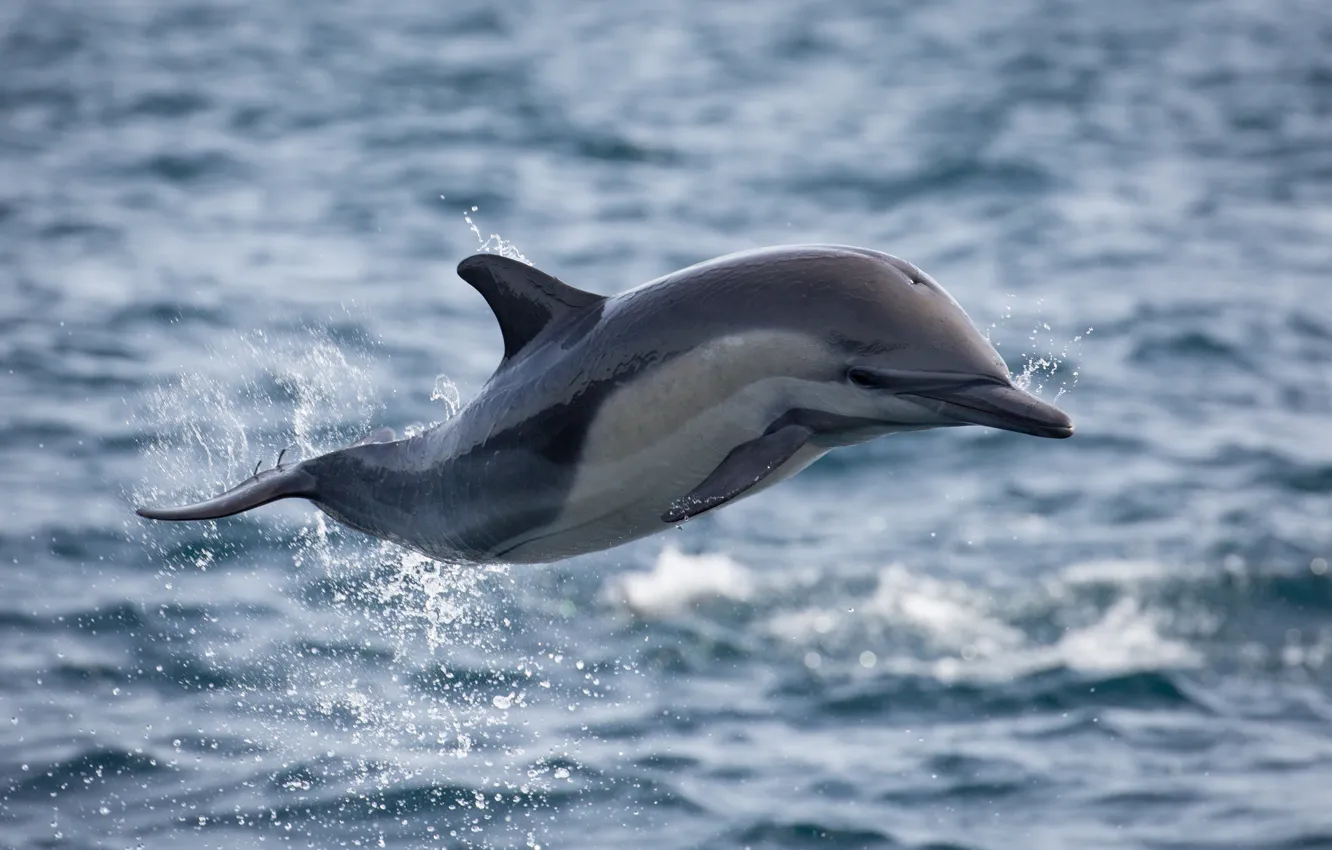 Photo wallpaper ocean, flight, splash, jumping, dolphin