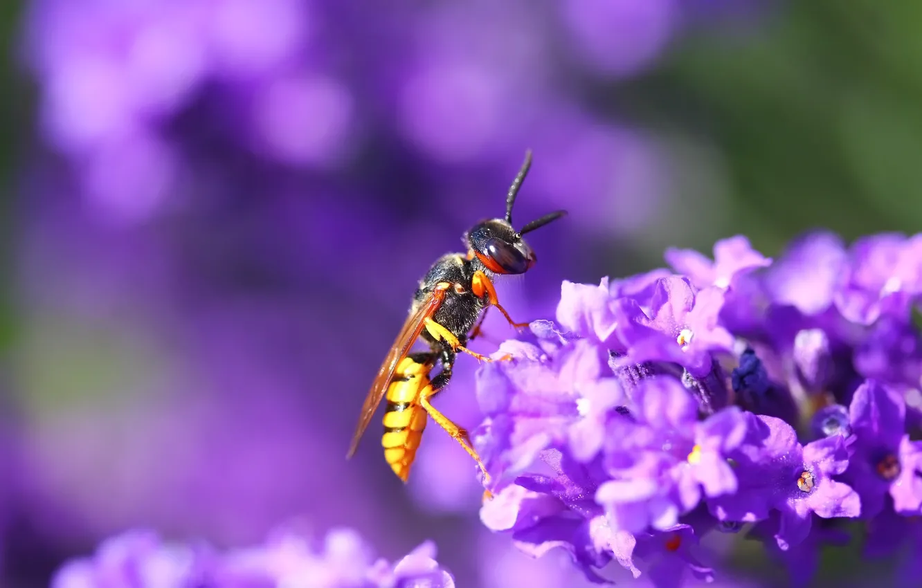 Photo wallpaper flowers, background, OSA, insect
