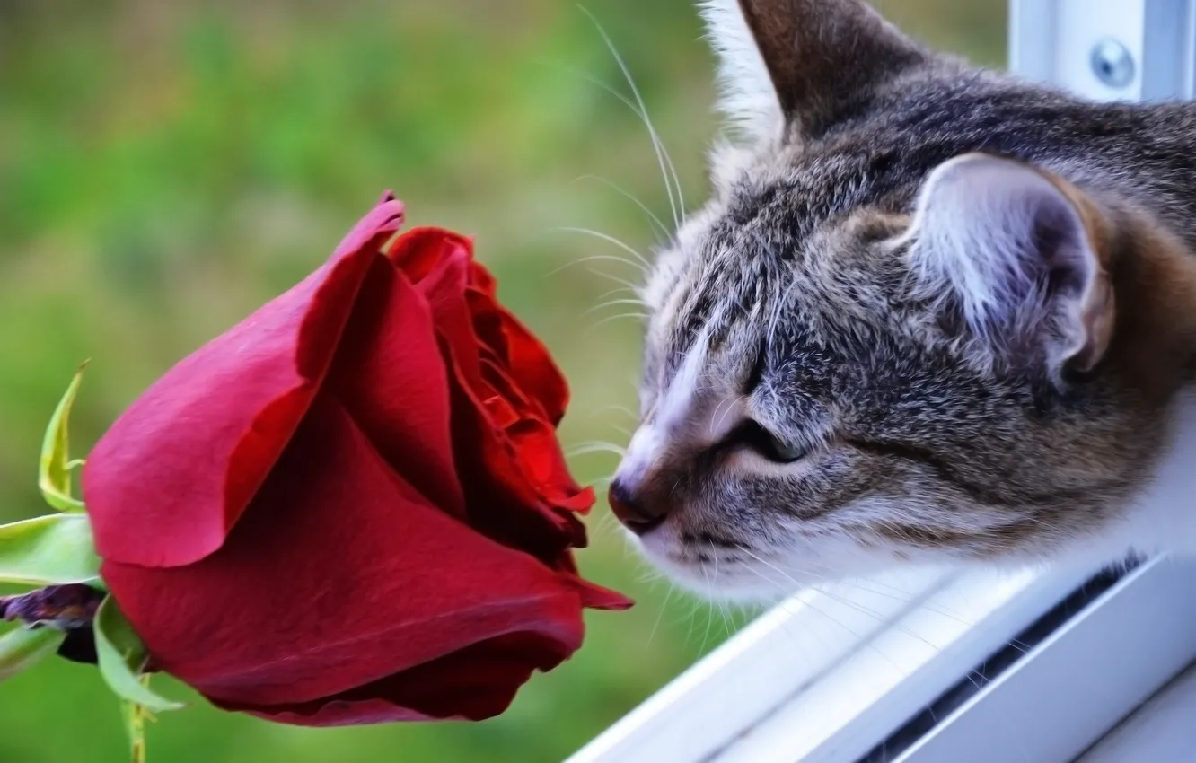 Photo wallpaper cat, rose, scarlet rose