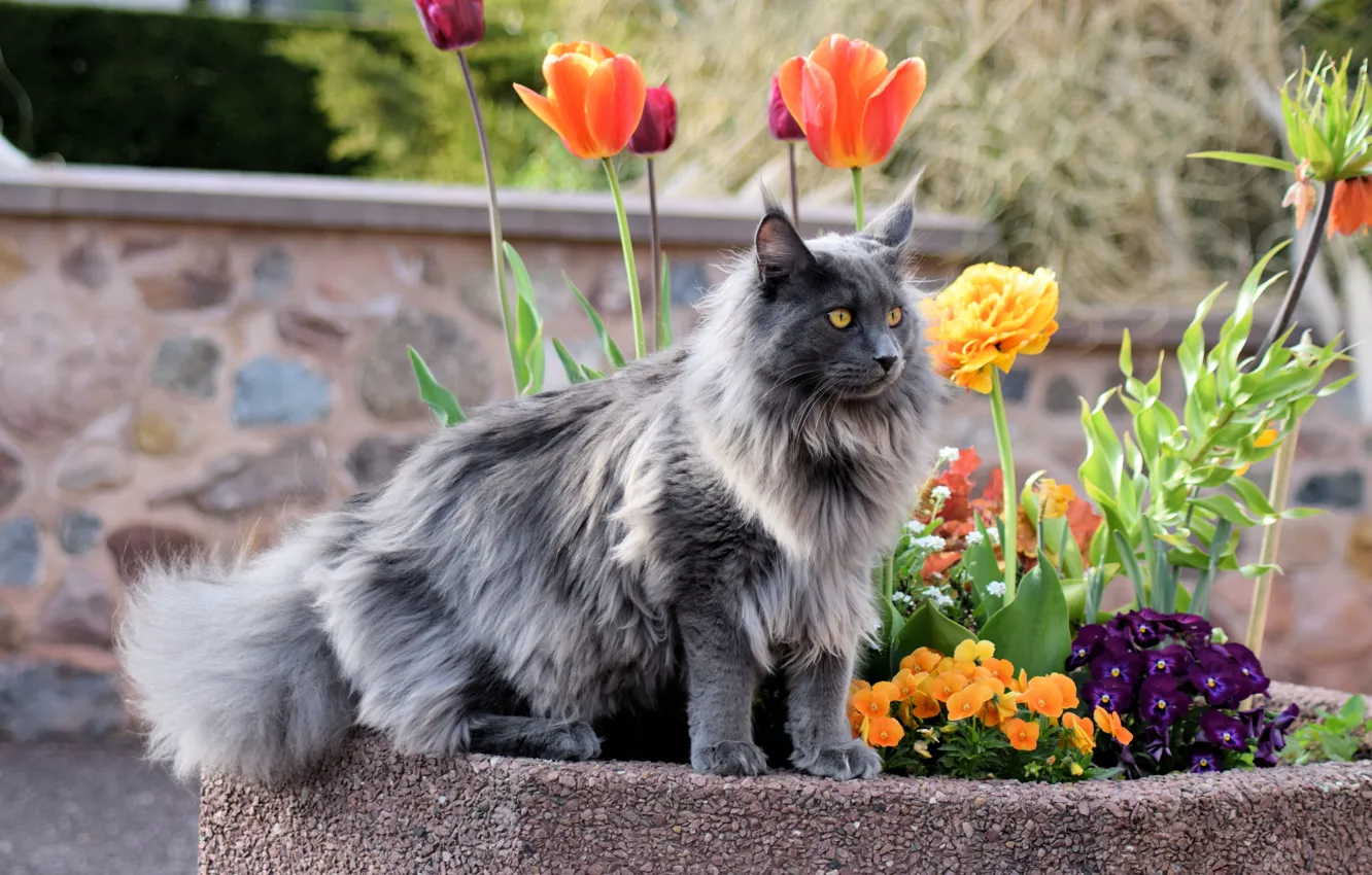 Photo wallpaper cat, cat, look, face, flowers, nature, Park, grey